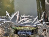 Fischsterben-7-2021-Langquaid-Leiernd1